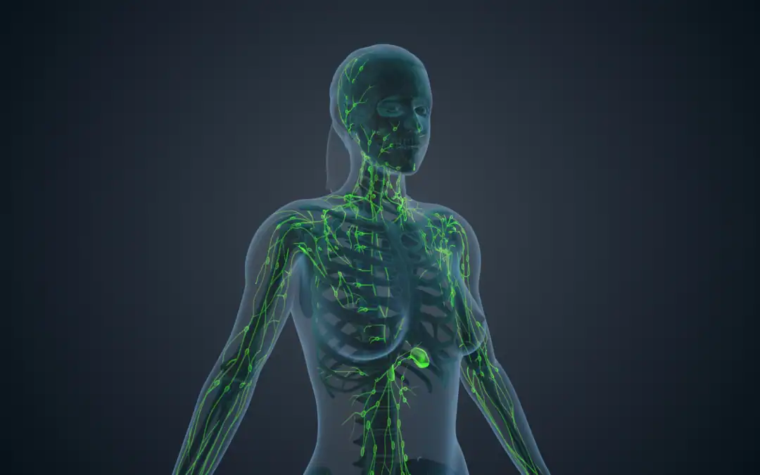 Lymphatic System 101: Importance of Your Body’s Defense Mechanism