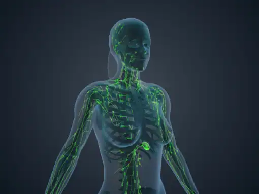 Lymphatic System 101: Importance of Your Body’s Defense Mechanism