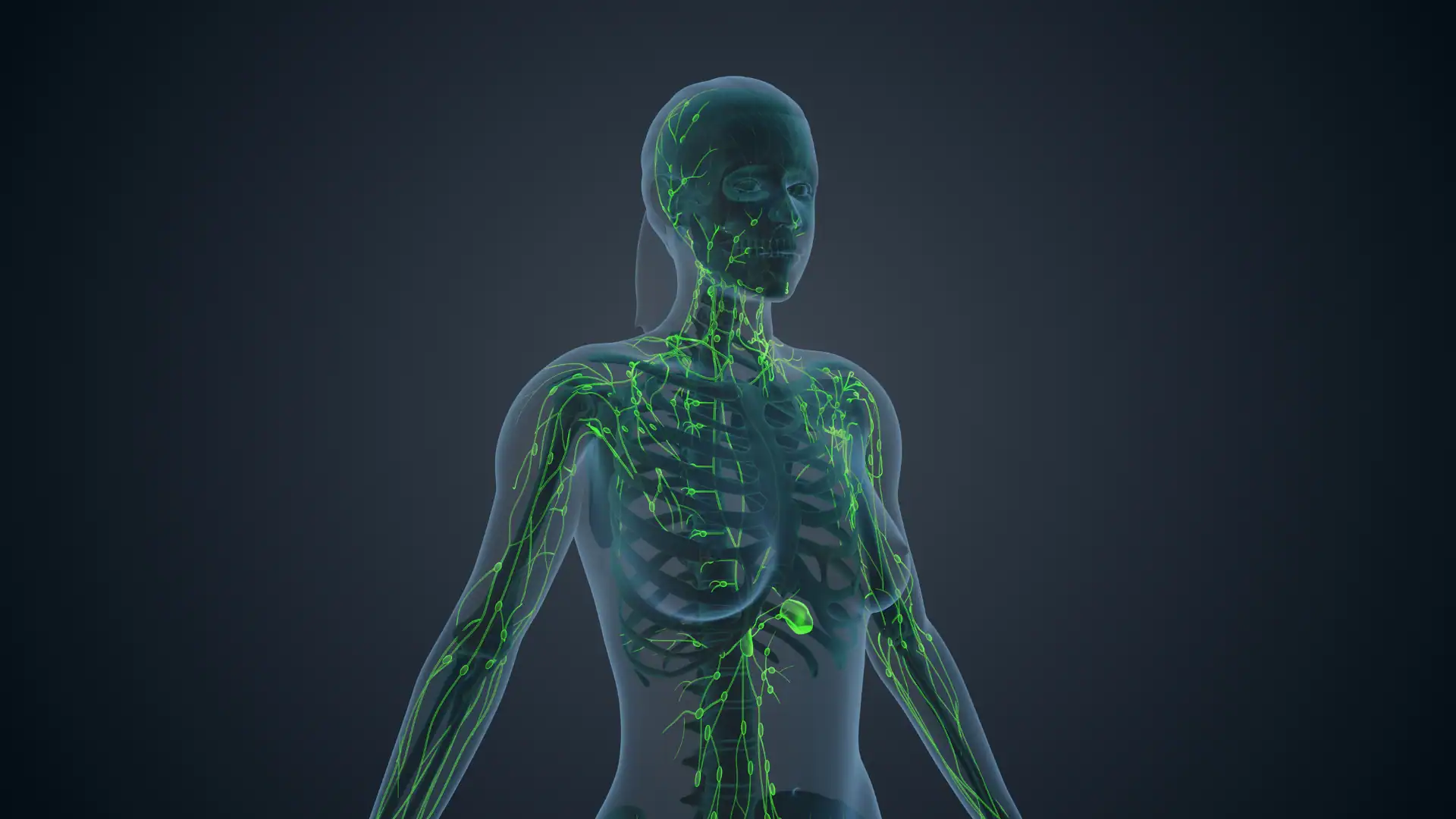 Illustration highlighting the lymphatic system within a human body.